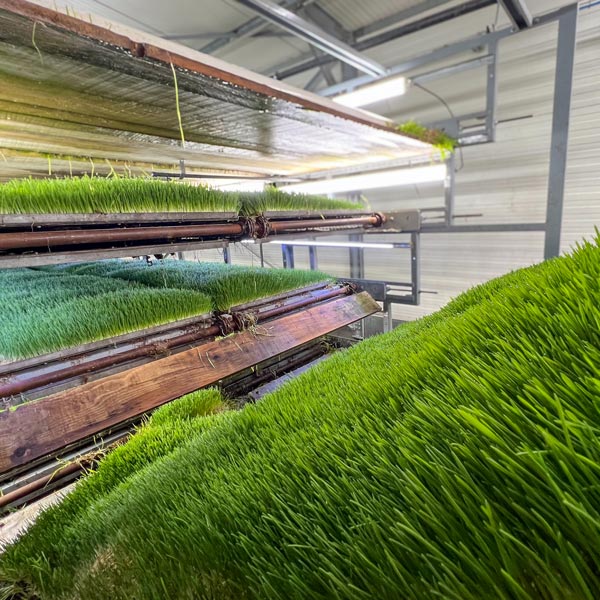 production-fourage-machine-hydroponie