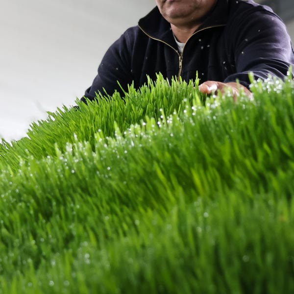 recolte-fourrage-vert-autonomie-agricole